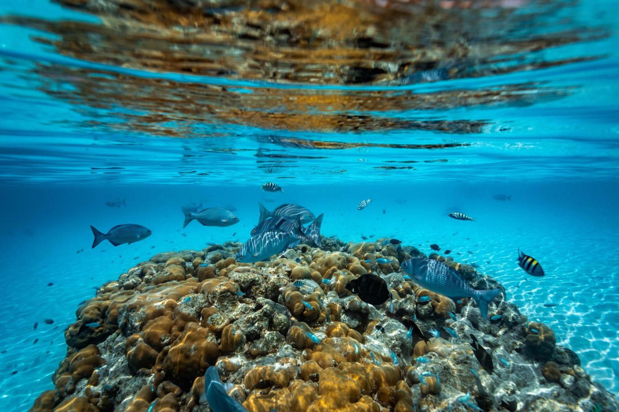 Dhigufaru Island Resort Kudarikilu Exteriér fotografie
